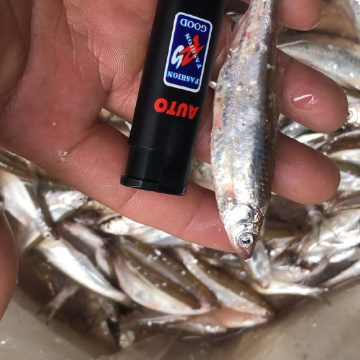 尤溪县白条鱼 6-10冰鲜，冻货