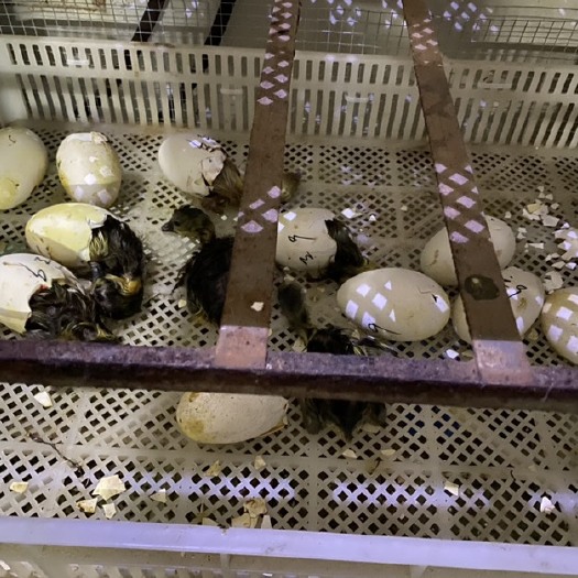 潮州潮州狮头鹅苗，特大种鹅苗！