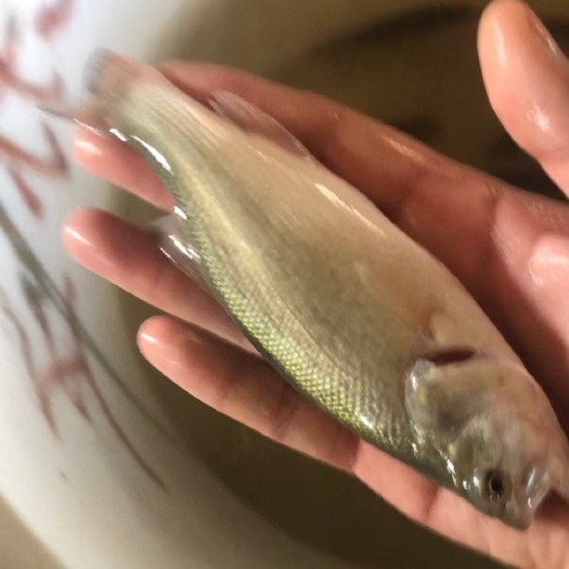 湖州 加州鲈鱼水花 公分苗 饲料