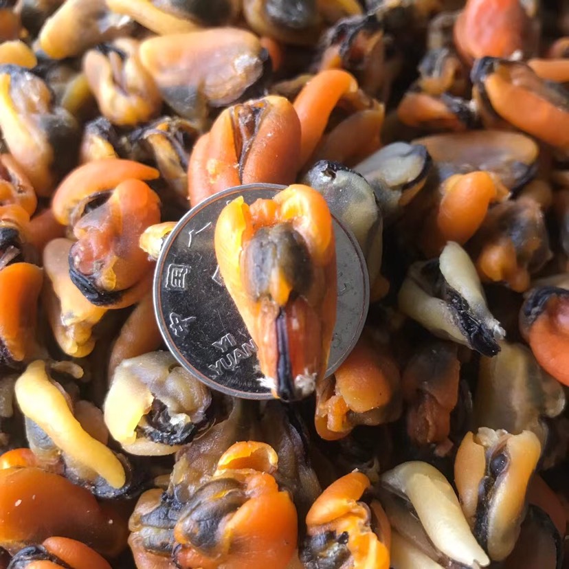 饶平县海虹干  淡菜干，小青口肉