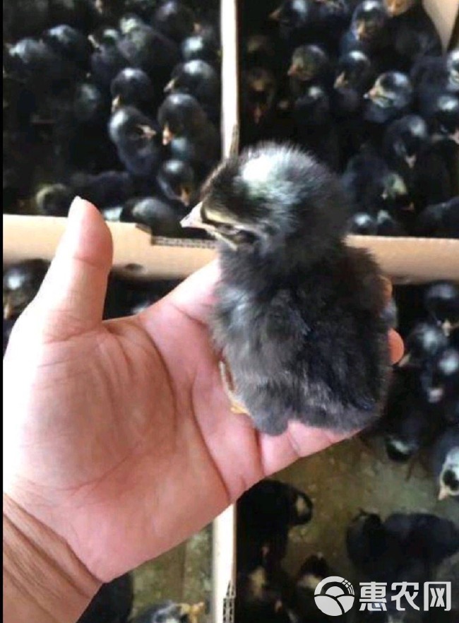  大种黑芦花鸡苗 肉鸡苗