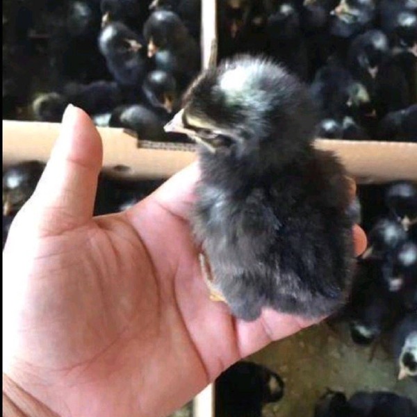  大种黑芦花鸡苗 肉鸡苗