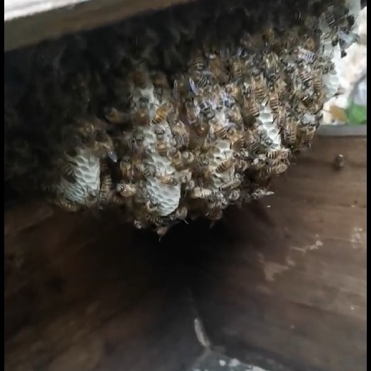 灵川县 无污染蜂蜜