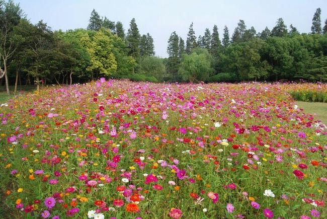 野花组合种子  美化公园景区花海花种批发