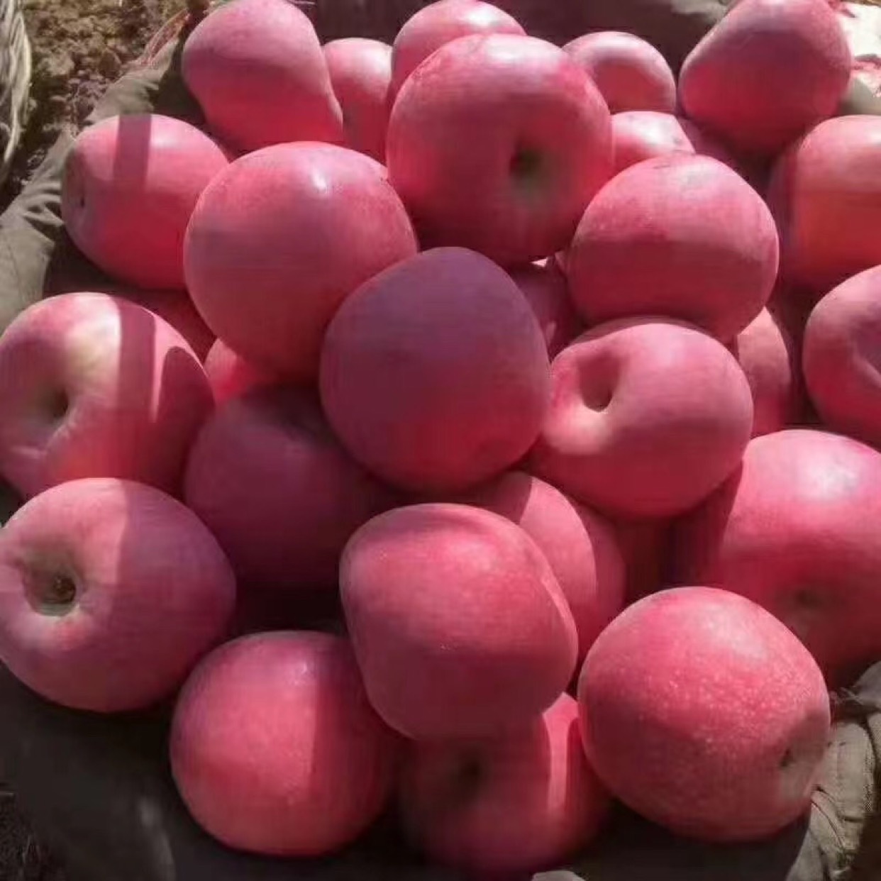 红富士苹果吉县是农业部划定的苹果优生区吉县苹果具有果型端正高桩