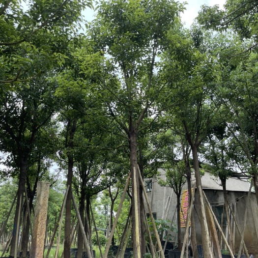 漳浦县 全冠香樟
