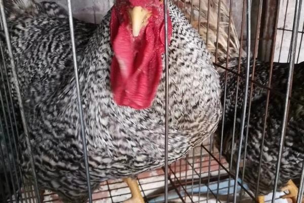 衡阳 大种黑芦花鸡苗 肉鸡苗