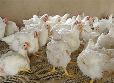 衡阳肉鸡苗 817肉杂鸡苗 白羽肉鸡质量保证