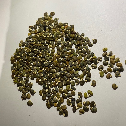 南宁 广西南宁绿化护坡灌木草籽山毛豆种子批发