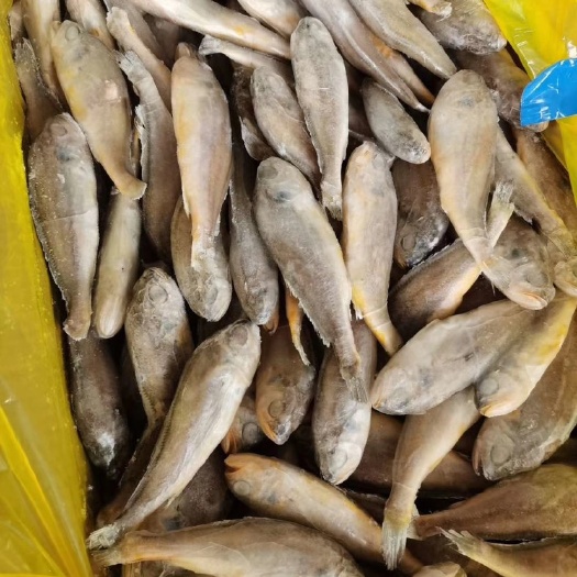重庆市 各型各款小黄鱼
