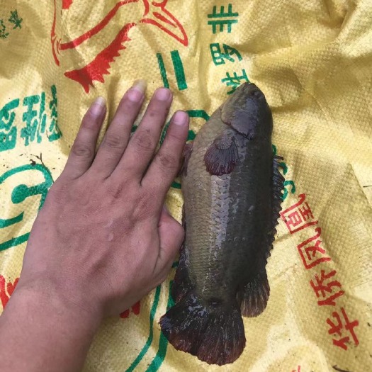 雷州市 大量出售成品攀鲈鱼