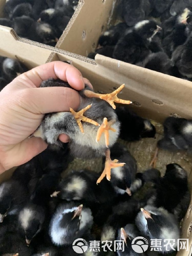  大种黑芦花鸡苗 肉鸡苗