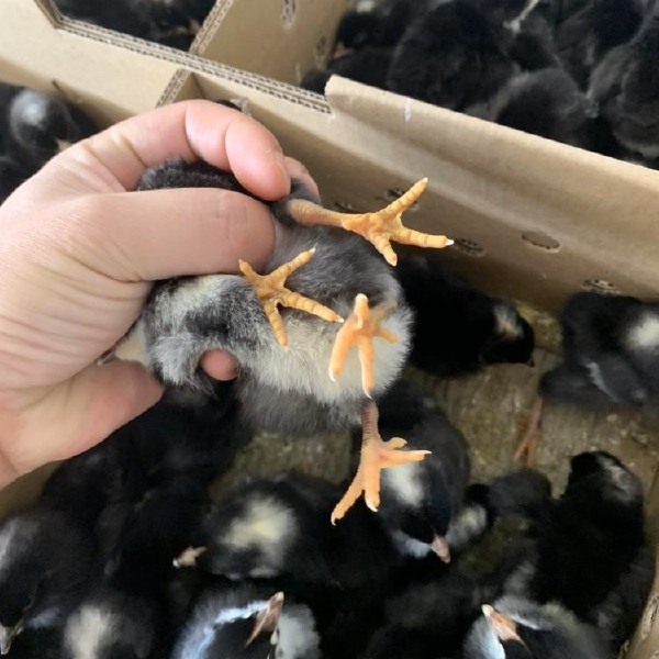  大种黑芦花鸡苗 肉鸡苗