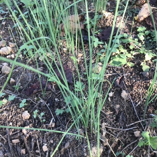 贵阳山野菜 