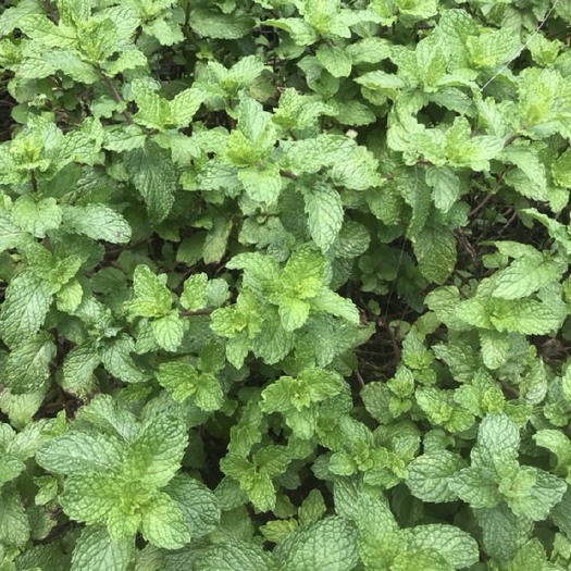 贵阳山野菜 