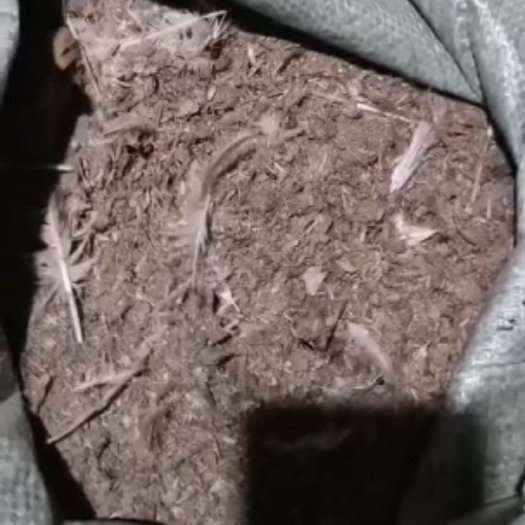 清远鸡粪 撒施 新鲜