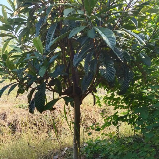 常州枇杷树苗 枇杷树