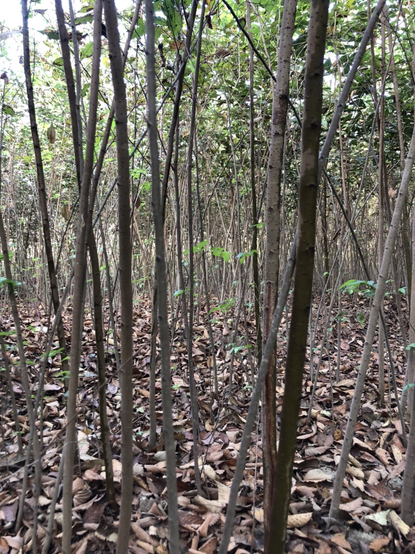 2公分红榉小苗．
