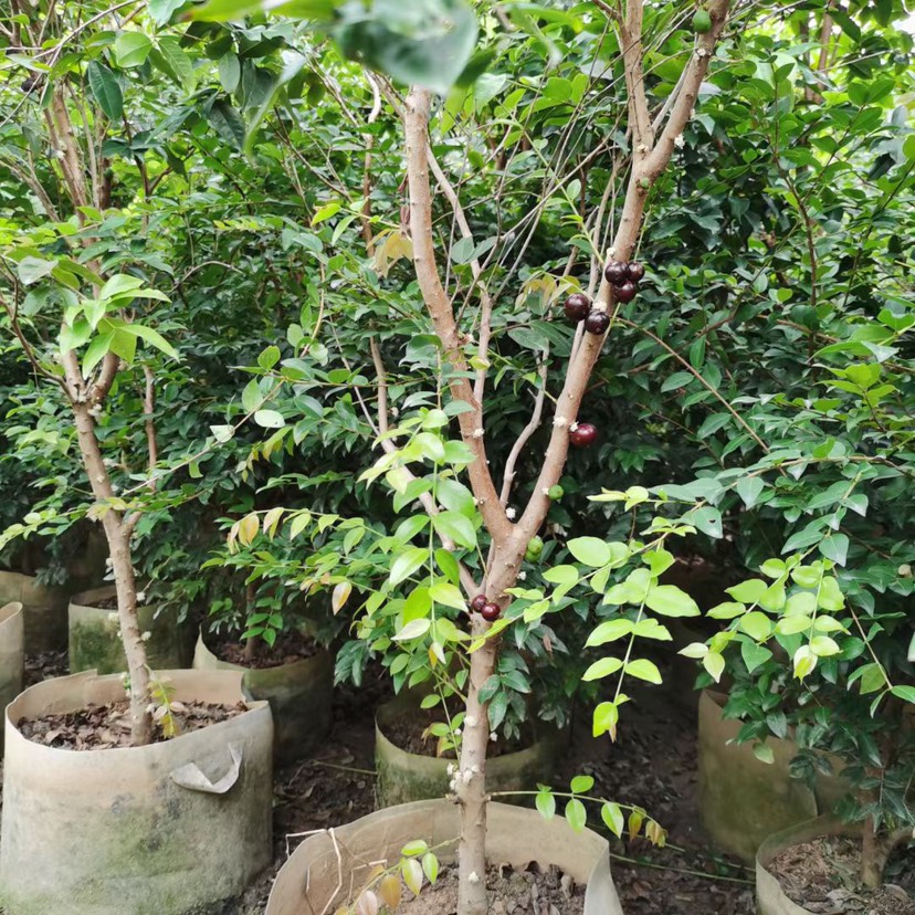 漳州奥古斯特葡萄苗 3公分四季早生树葡萄挂果树有量，便宜出售，有需要的联系[握手