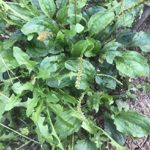 贵阳山野菜 