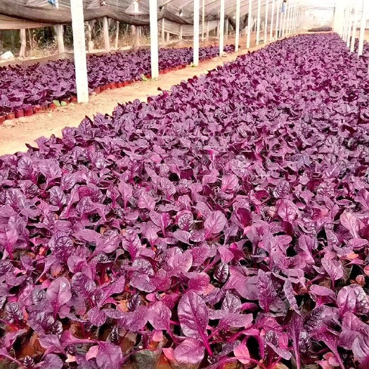 长沙大叶菠菜种子 紫色菠菜种子富含花青素味道超好
