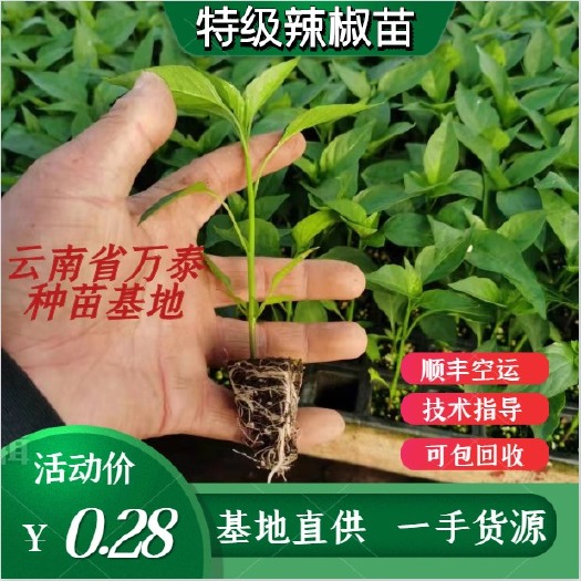 特级朝天椒苗，辣椒苗，线椒苗，美人椒苗。基地直供，一手货源