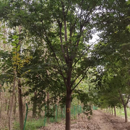 邳州市15公分红榉  榉树，树形优美，冠幅饱满！质量一级！