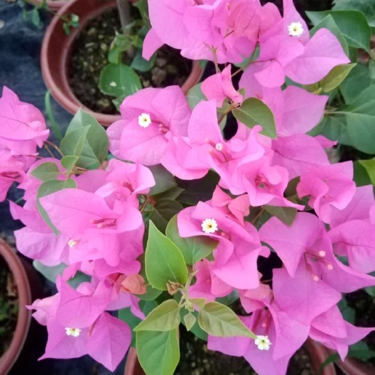 佛山红花三角梅  水红三角梅 三角梅