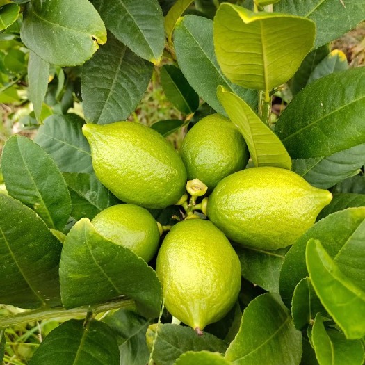 长沙 广东香水柠檬