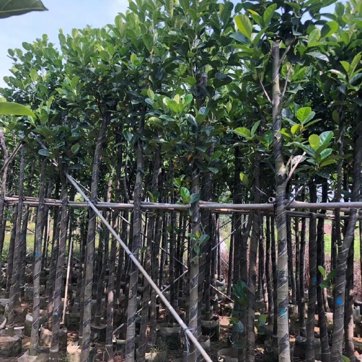 普宁市四季菠萝蜜苗  菠萝蜜 菠萝蜜树 树菠萝 3-20分 绿化工