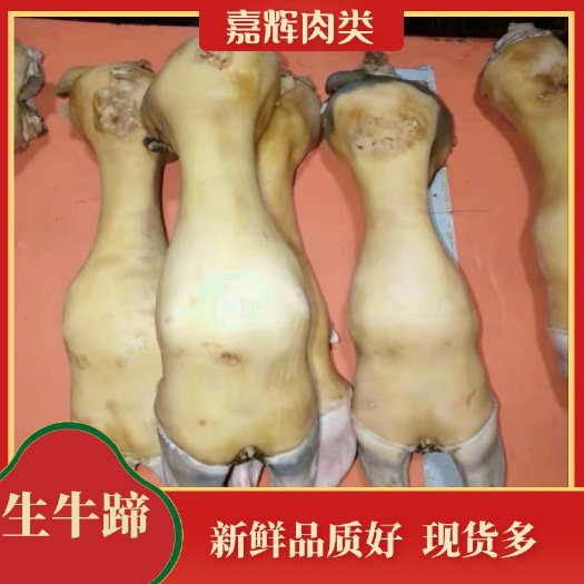 阳信县生牛蹄，鲁西大黄牛牛蹄，