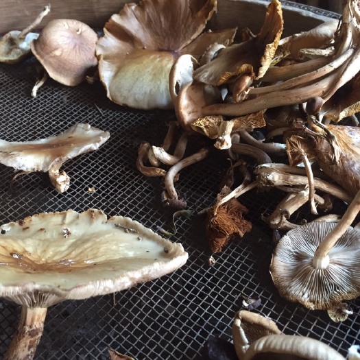 广昌县供应天然茶树菇，保证正宗天然！