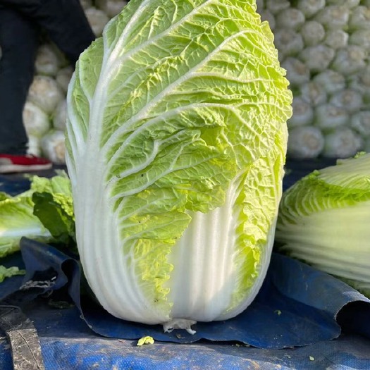 海安市黄心大白菜  本地秋宝白菜大量上市中，需要的老板欢迎来电垂询