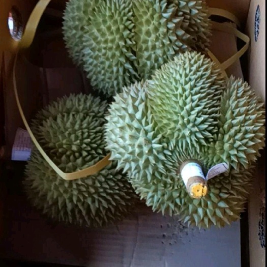 凭祥市金枕榴莲  泰国榴莲，凭祥榴莲，墨涵口岸榴莲，凭祥水果城榴莲