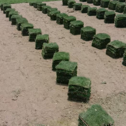 台山市草  卷草，块草，大叶油都大量十层货，10万方现货