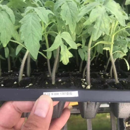 遂溪县大红番茄苗  大果番茄苗 红硬果苗 石头番茄苗
