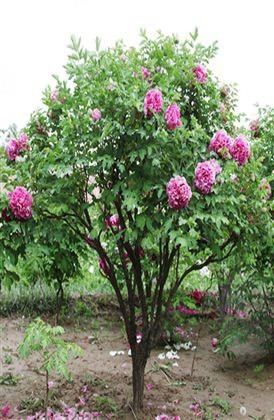 亳州牡丹树 牡丹花，五颜六色