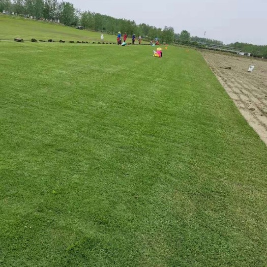 江陵县长年供应精品百慕大，马尼拉，果岭草草坪！自产自销，一米实方！