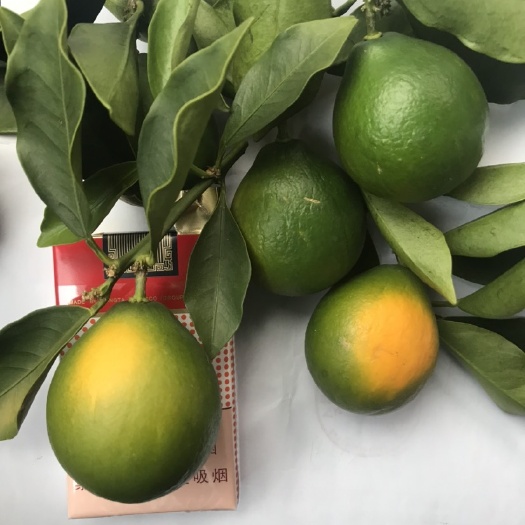 荔浦市脆蜜金柑苗  广西荔浦保证品种纯正最大脆蜜金桔苗供应基地脆蜜金桔五月苗