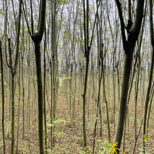 无为市黄山栾树  楠树出售