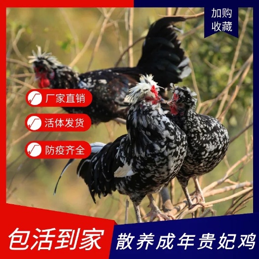 揭阳农家散养成年贵妃鸡活体贵妇鸡宫廷皇鸡观赏鸡母鸡土鸡可活鸡现杀