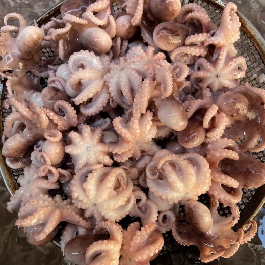 青岛章鱼 熟八爪鱼