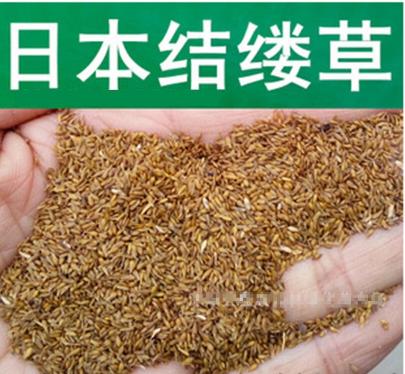 南宁结缕草种子 广西南宁绿化草坪草种草籽批发