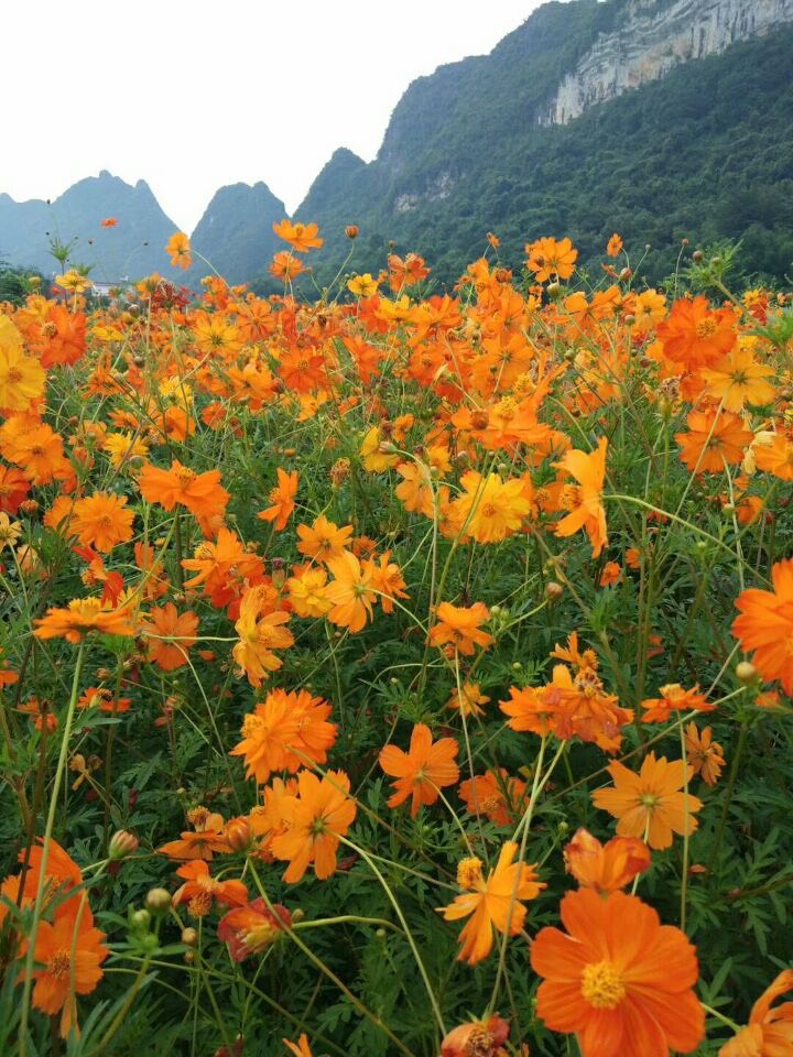 硫华菊种子  景区及花海、道路旁、公园花卉花种批发