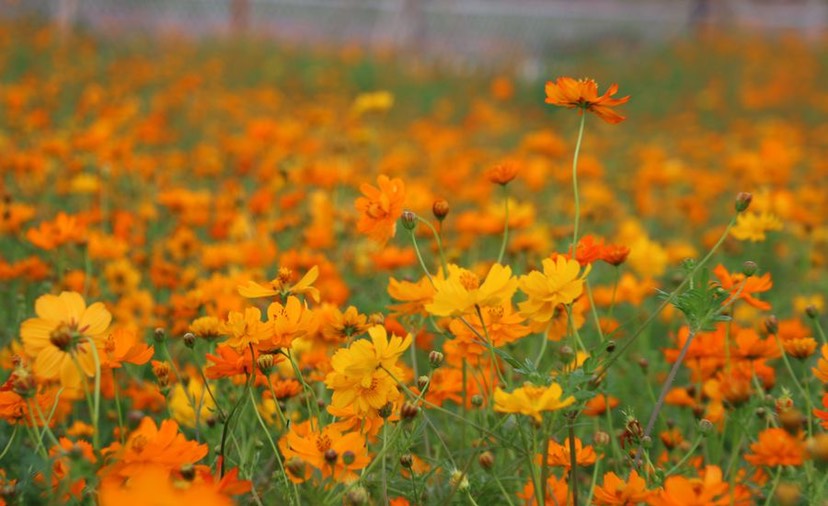 硫华菊种子  景区及花海、道路旁、公园花卉花种批发