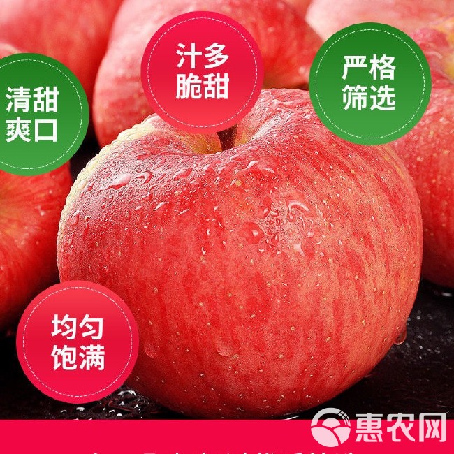 红富士苹果  优质冰糖心红富士，火热销售，诚信经营！大量供货