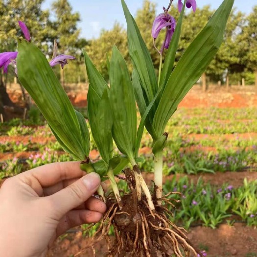 商洛白芨苗 紫花白芨苗 药材苗