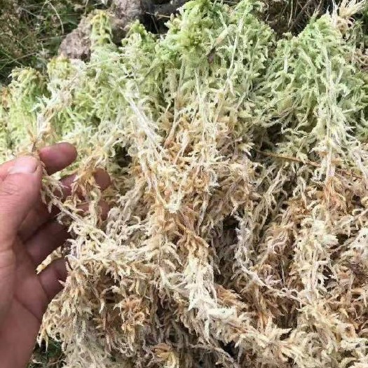 隆回县水苔苔藓 邵阳A级水苔