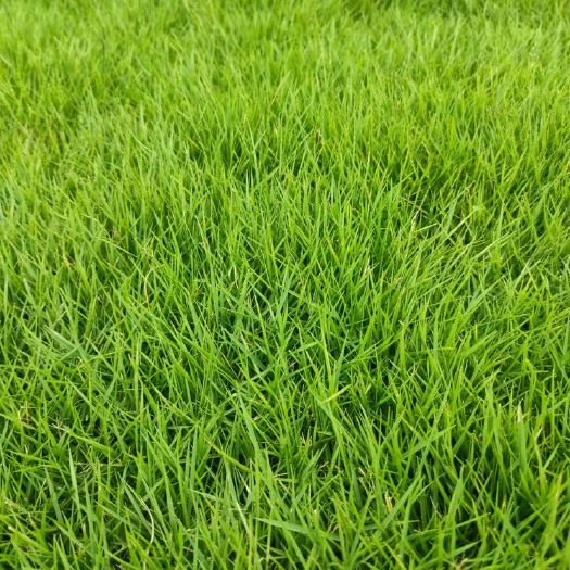 台山市草 大量销售卷草，块草……