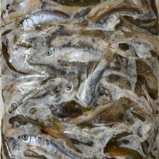 紫金县山坑鱼仔 小河杂鱼